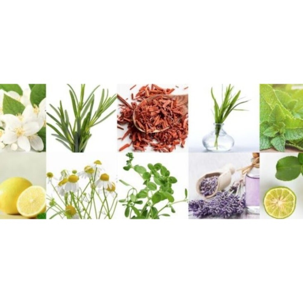 Essential Oils Green Tea Basil Lily Blueberry Crop Aromatherapy 10ml Bottle